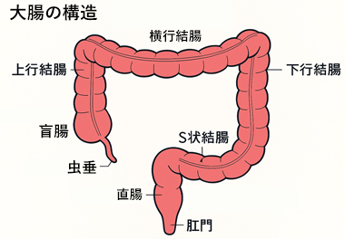 大腸の構造
