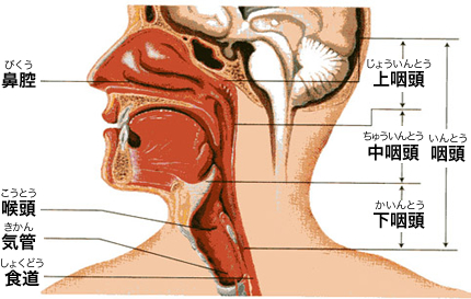 ん 初期 症状 喉頭 が 喉の病気・声帯ポリープと喉頭癌の関係や違い