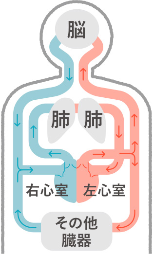 画像：脳→肺→右心室・左心室→その他臓器の血液の流れ