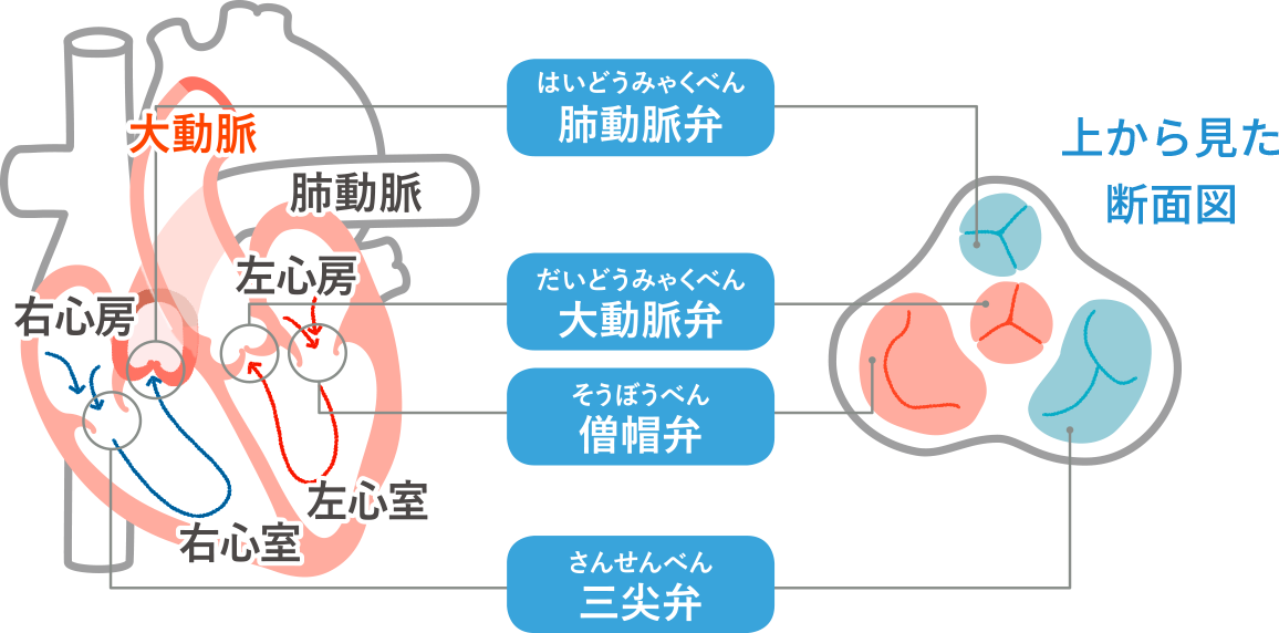 画像：心臓を上から見た断面図